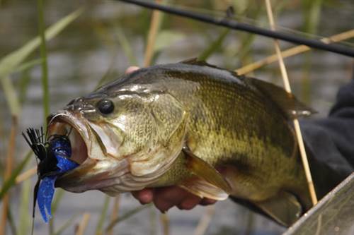 The 7 Best Bass Fishing Techniques - TackleXpert